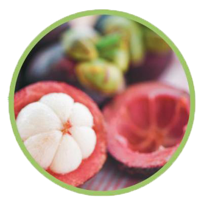 benetrim ingredients, Garcinia Mangostana, benetrim, benetrim coffee, benetrim capsules, what is benetrim, globallee benetrim