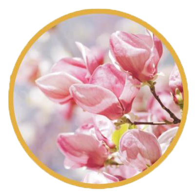 benetrim ingredients, Magnolia Officinalis, benetrim, benetrim coffee, benetrim capsules, what is benetrim, globallee benetrim