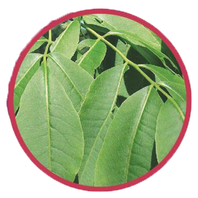 benetrim ingredients, Phellodendron Amurense, benetrim, benetrim coffee, benetrim capsules, what is benetrim, globallee benetrim