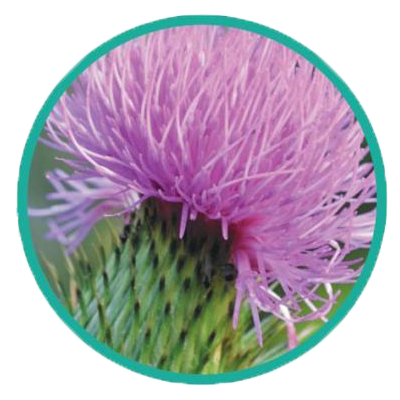 benetrim ingredients, Sphaeranthus Indicus, benetrim, benetrim coffee, benetrim capsules, what is benetrim, globallee benetrim